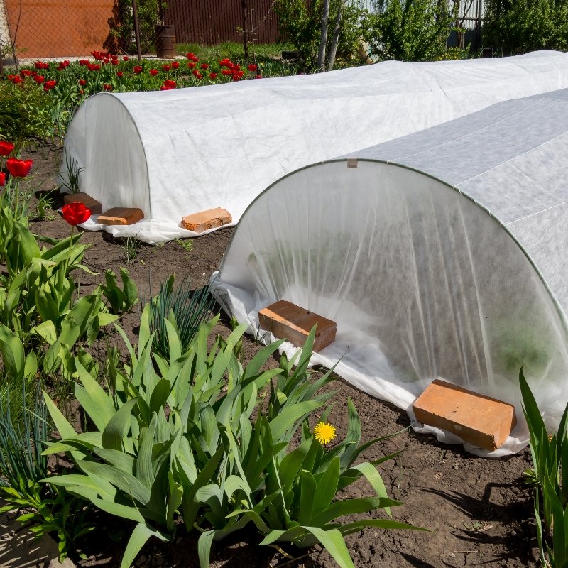 plant cover against frost