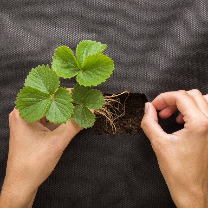 weed barrier for raised bed
